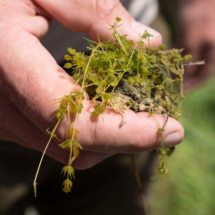 Foto Chara canescens