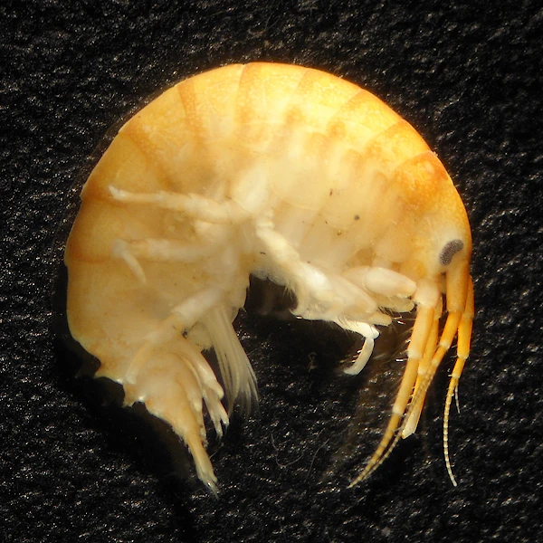 Dikerogammarus villosus Dikerogammarus villosus