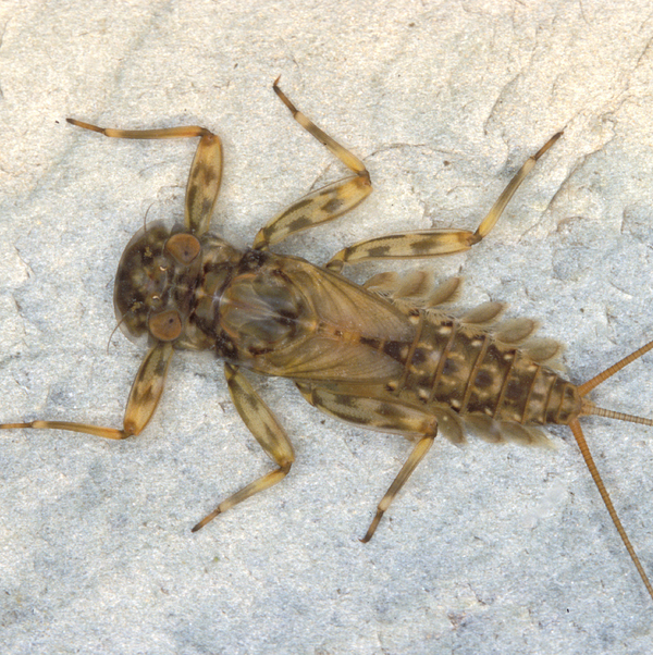 Electrogena lateralis Larve