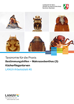 Deckblatt Bestimmungs Köcherfliegen